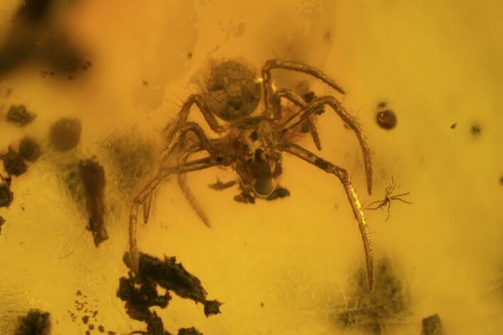 Fossil Spider (Aranea) In Baltic Amber #59412